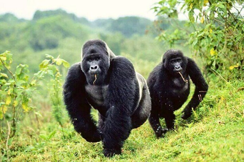 3 Day Lowland Gorilla Trekking in Congo and Lake Kivu in Rwanda