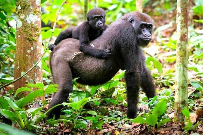 3 Day Lowland Gorilla Trekking in Congo and Lake Kivu in Rwanda