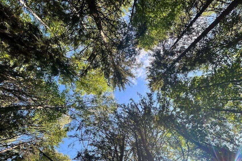 Oslo Yoga and Hiking with a dog