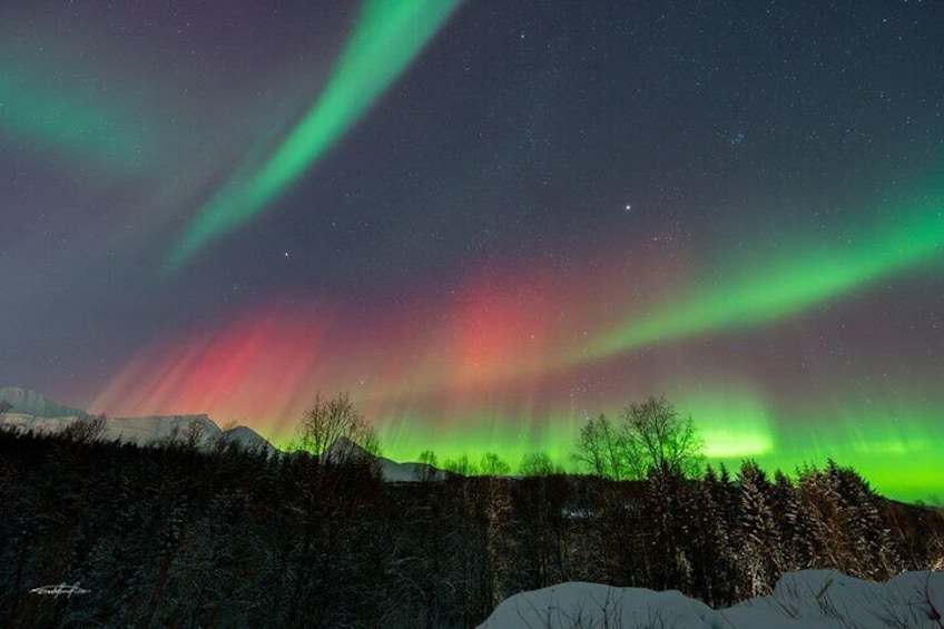 Reindeer Feeding and Sledding, Sami Storytelling Night Tour