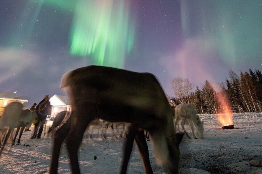 Reindeer Feeding and Sledding, Sami Storytelling Night Tour