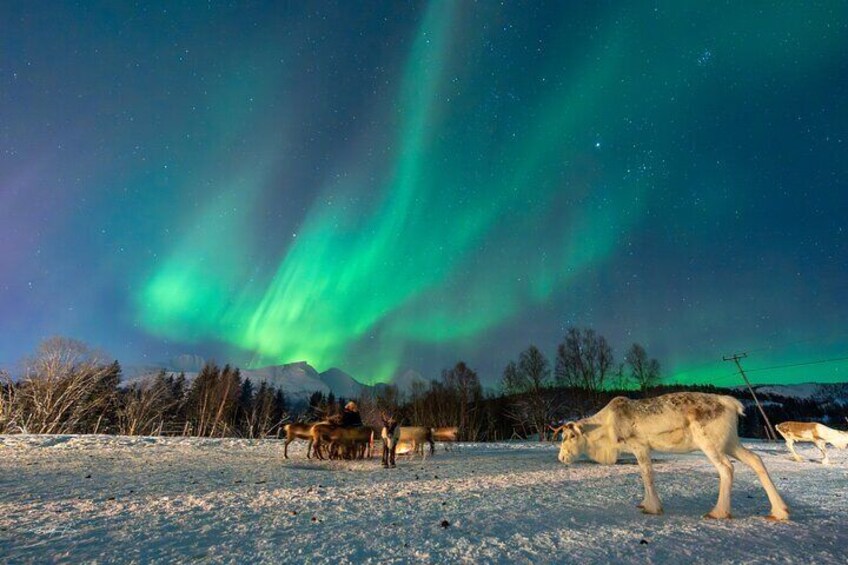 Reindeer Feeding and Sledding, Sami Storytelling Night Tour