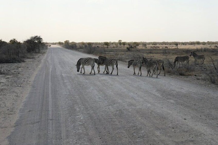 Zebra crossing