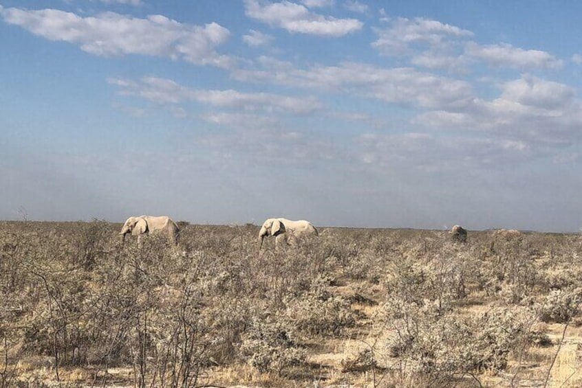 White Gentle Giants of Etosha