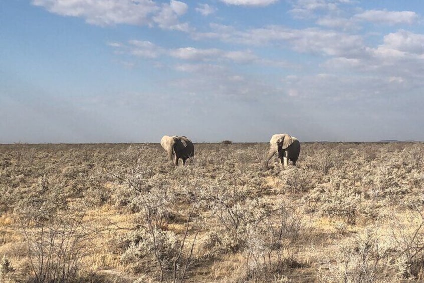 2 Days Etosha Safari Guided Tour