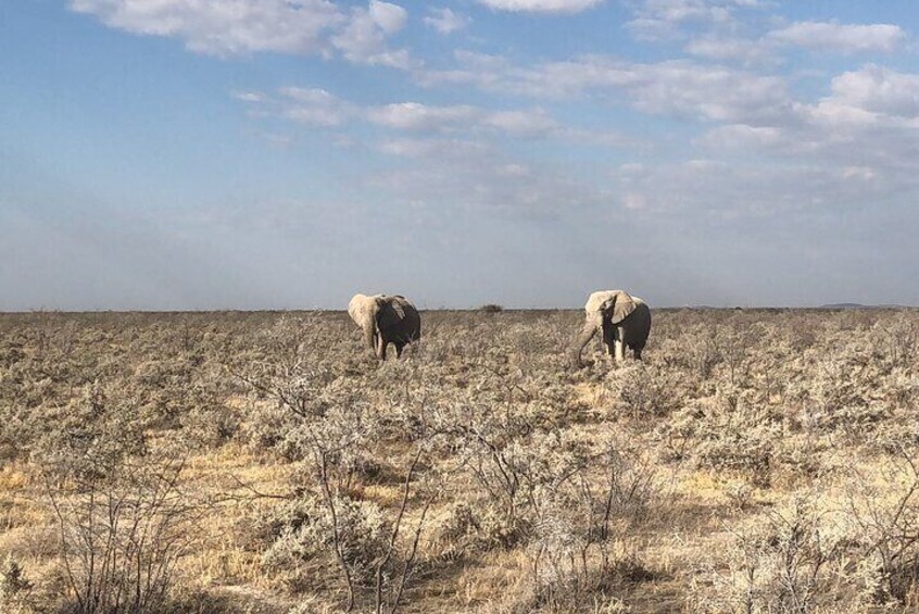 2 Days Etosha Safari Guided Tour