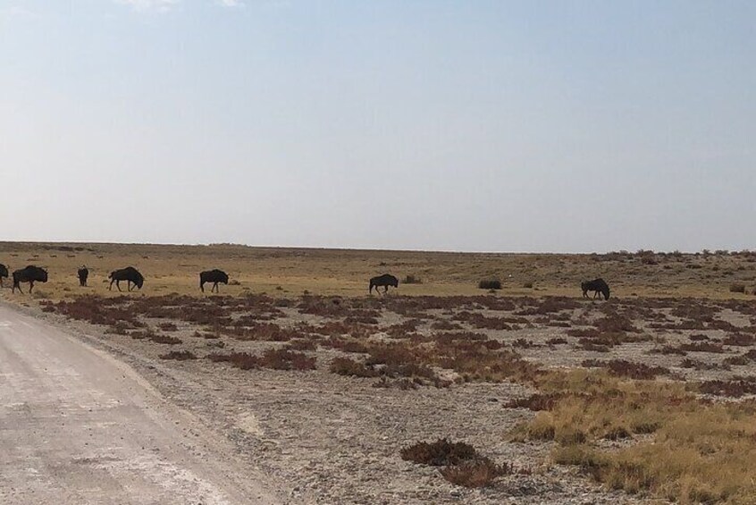 2 Days Etosha Safari Guided Tour