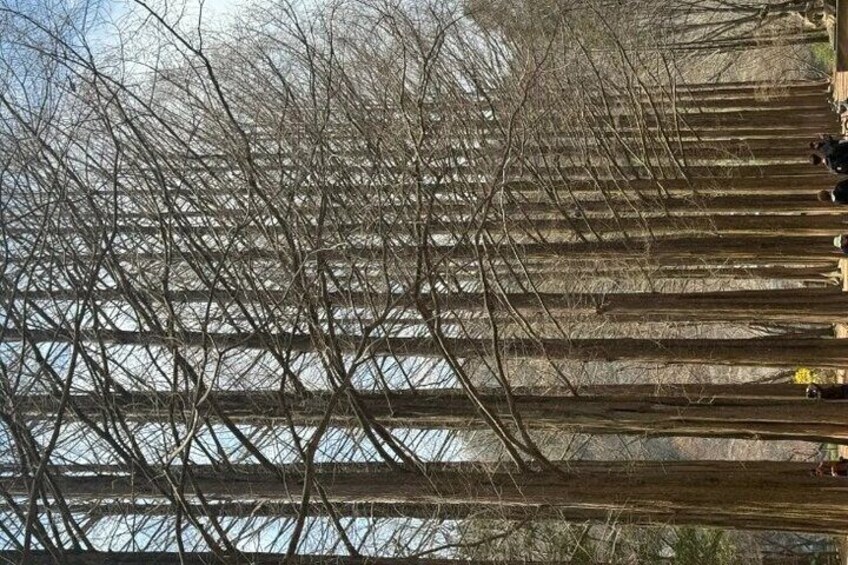 Nami Island from Seoul One Day Trip with Daily Chauffeur