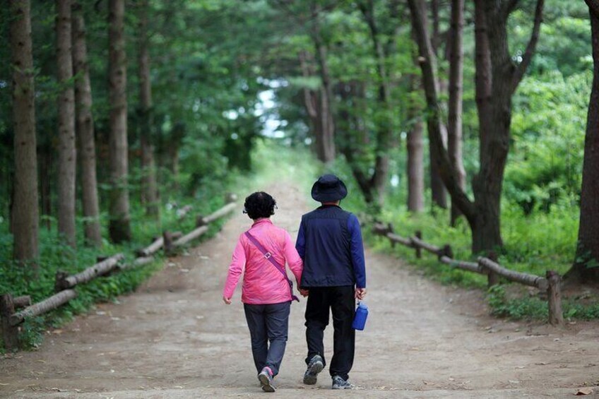 Nami Island from Seoul One Day Trip with Daily Chauffeur