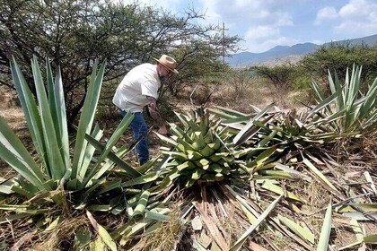 Experimenta el Tour del Mezcal en Oaxaca