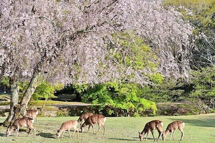 Kyoto Day Tour to Arashiyama, Fushimi Inari and Nara Deer Park