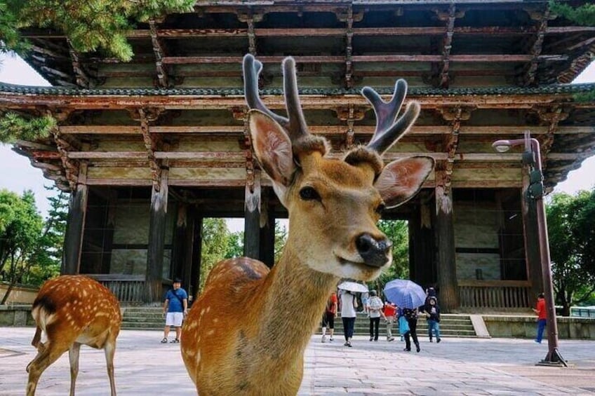Kyoto & Nara Day Tour: Arashiyama, Fushimi Inari & Nara Deer Park