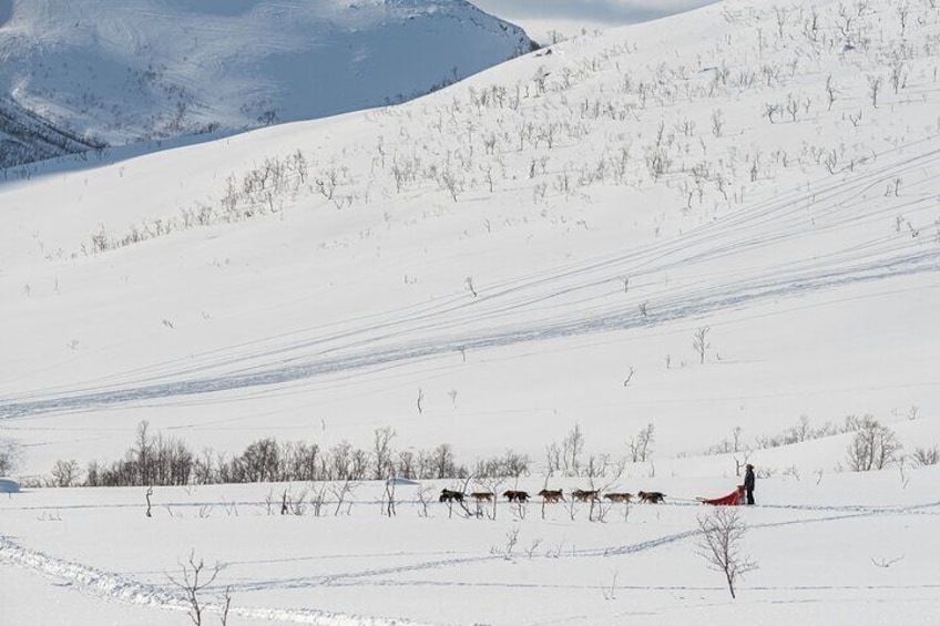 Tromsø: Kvaløya & Sommarøy Guided Tour