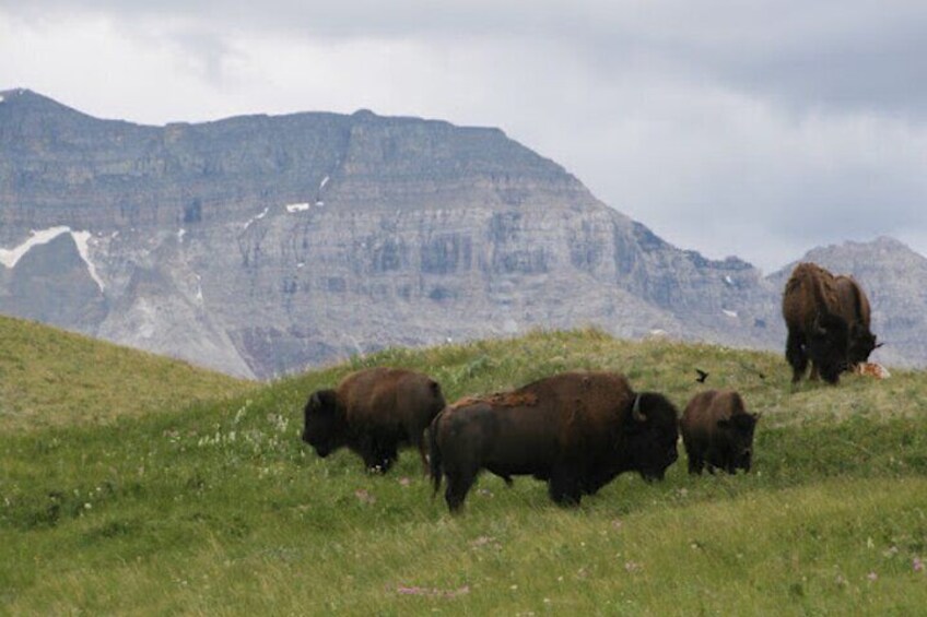 Waterton's Wild Beauty: A Hidden Gem in the Rockies