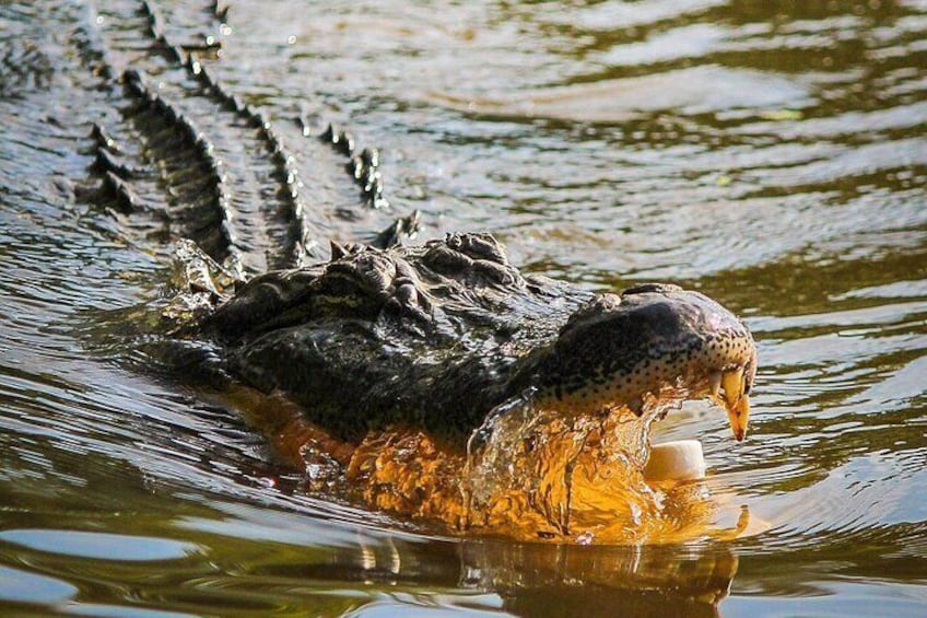 Best Private Tour of Rio de Janeiro Wildlife