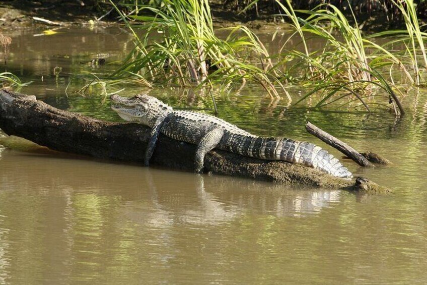 Best Private Tour of Rio de Janeiro Wildlife