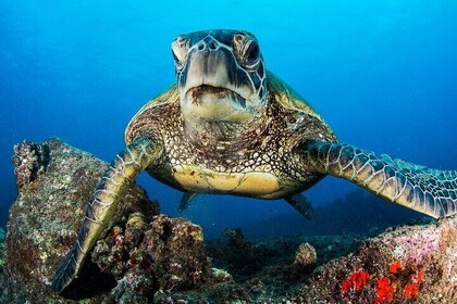 2 Tanks Scuba Dive Kaua'i from a Boat