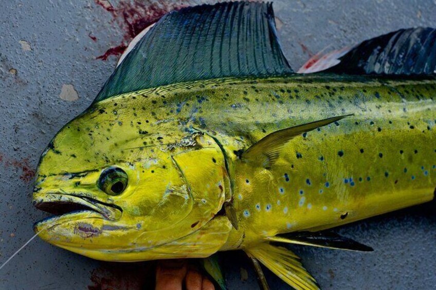 Private Deep Water Fishing in Kauai