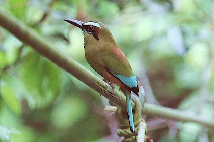 Curu Wildlife Refuge Guided Hike