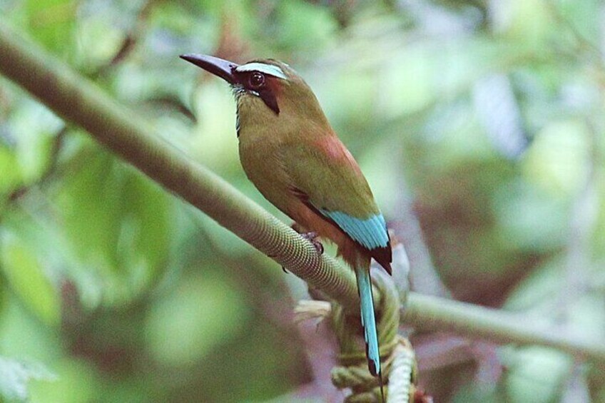 Curu Wildlife Refuge Guided Hike