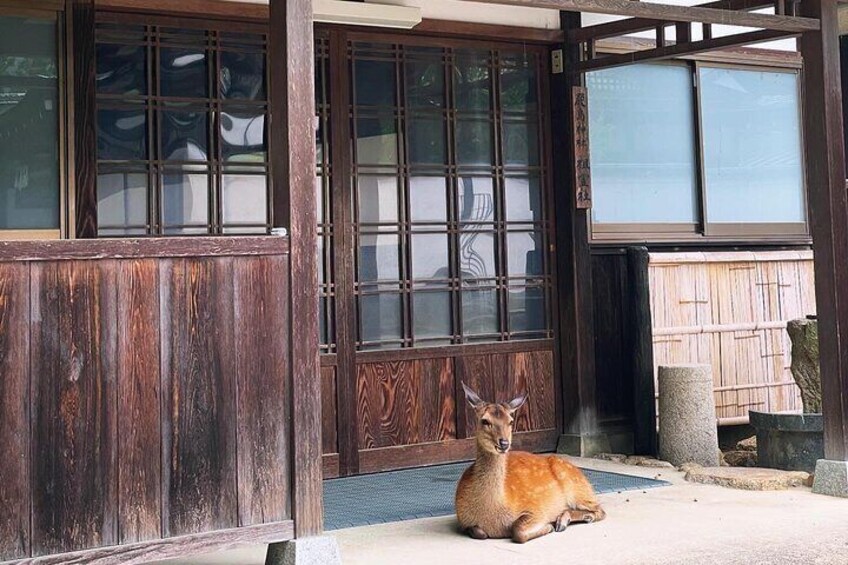 Miyajima Half-Day Private Experience with Locals