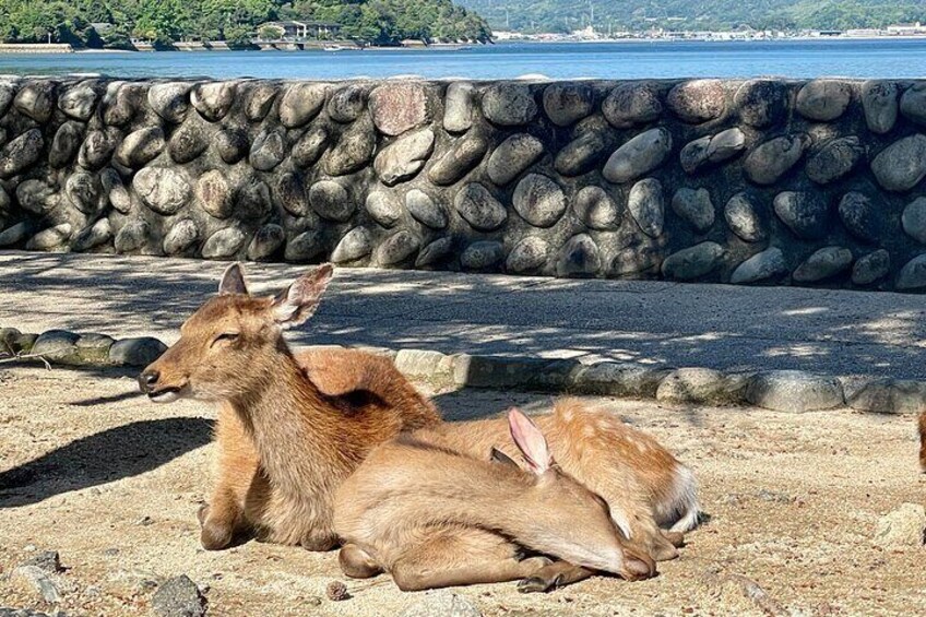 Miyajima Half-Day Private Experience with Locals