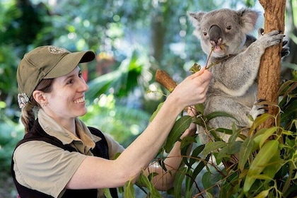 Brisbane Private Shore Excursions with Lone Pine Koala Sanctuary