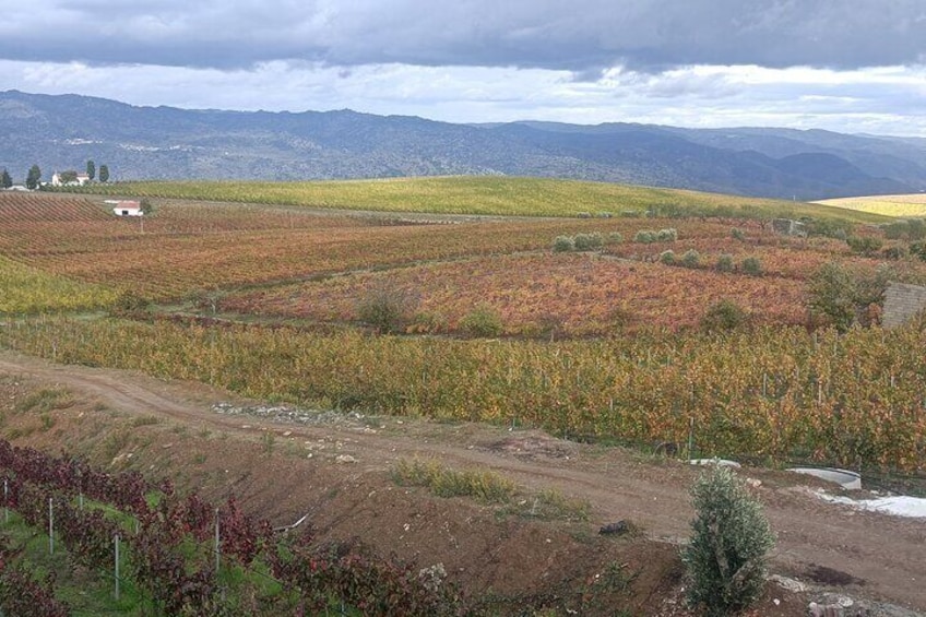 Private Wine and Olive Oil Tour