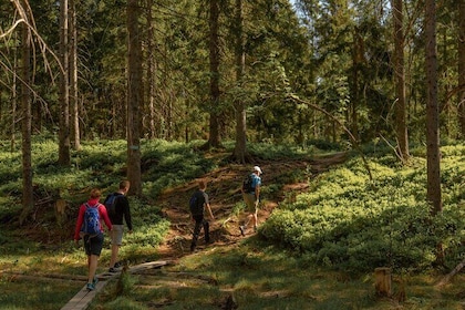 The Magical Norwegian Woods Tour