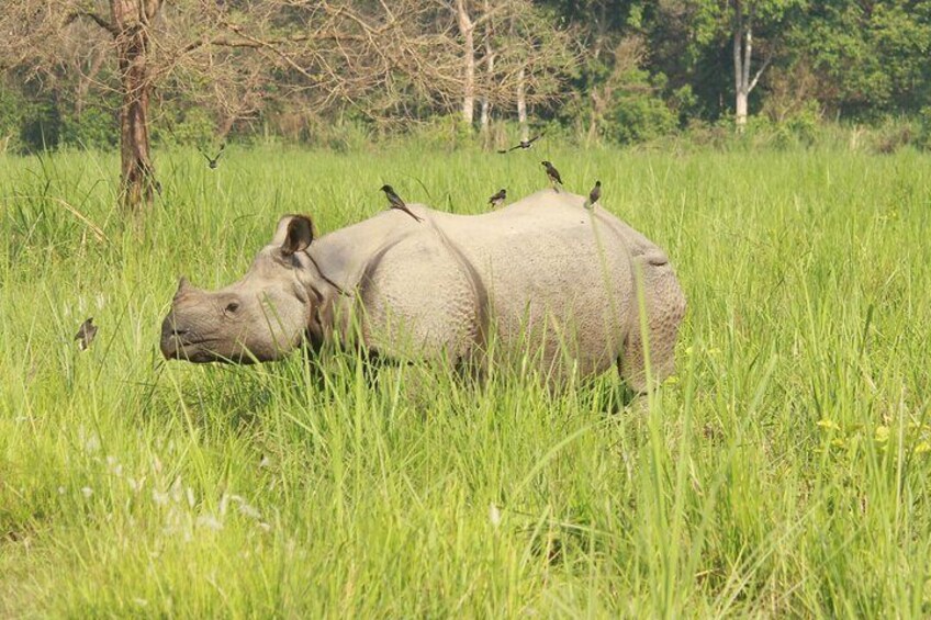 Chitwan Elegance: A 3-Day Wildlife Experience