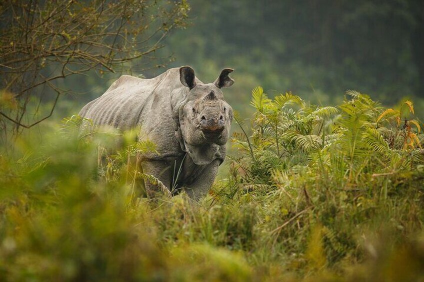 Chitwan Elegance: A 3-Day Wildlife Experience