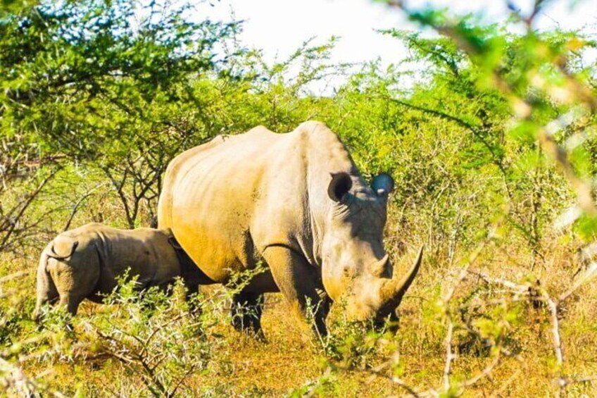 Private Safari and Wildlife Tour in Hluhluwe