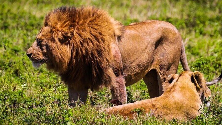 Private Safari and Wildlife Tour in Hluhluwe