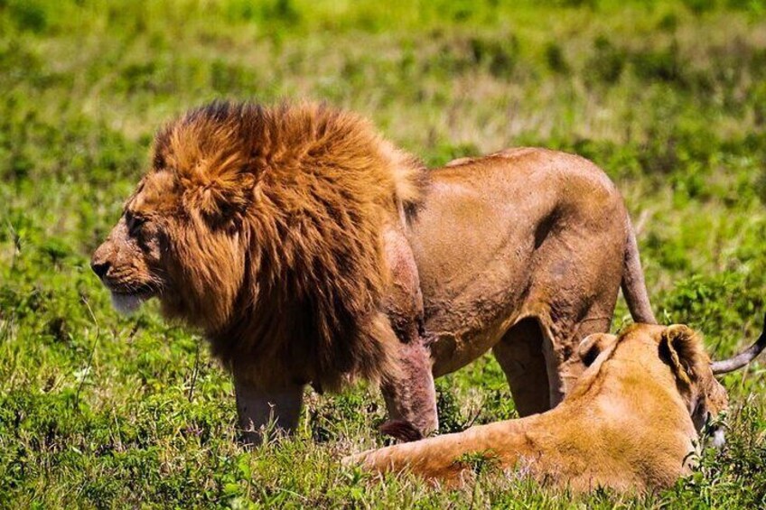 Private Safari and Wildlife Tour in Hluhluwe