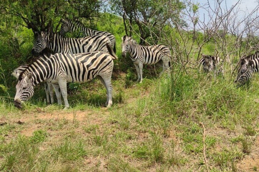Private Safari and Wildlife Tour in Hluhluwe