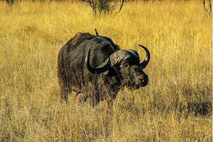 Private Safari and Wildlife Tour in Hluhluwe