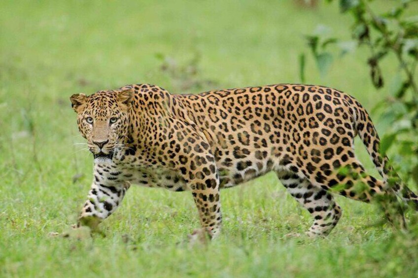 Private Safari and Wildlife Tour in Hluhluwe