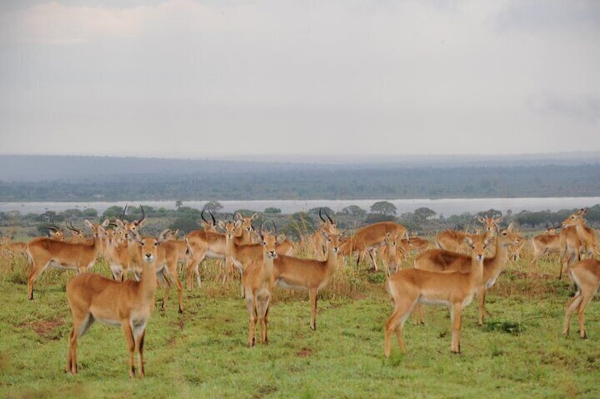 3 Day Murchison Falls Big 5 and Rhino Safari