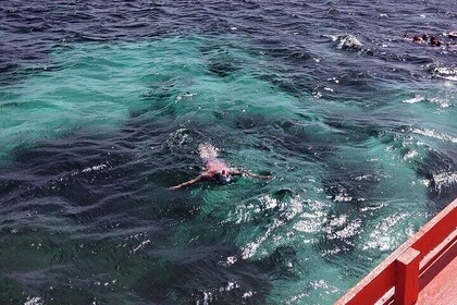 Tobago Buccoo Reef and Nylon Pool Glass Bottom Boat Tour