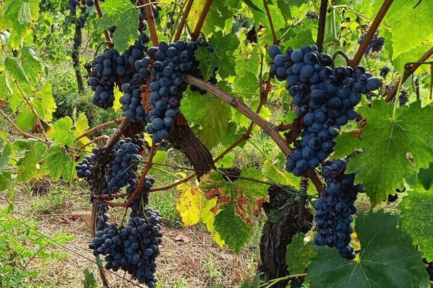 Afternoon of Grape Stomping and Wine Tasting in the Countryside