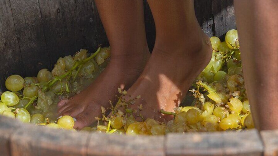 Tuscan Grape Stomping and Wine Tasting Adventure in Chianti