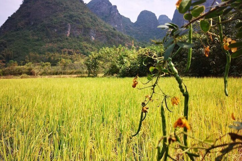 One-Day Private Yangshuo Tai-chi and Biking Tour