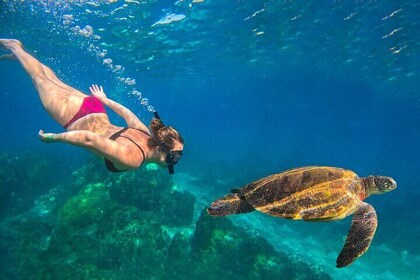 No Rush Morning & Afternoon 5 Stop Snorkeling tour for Koh Tao