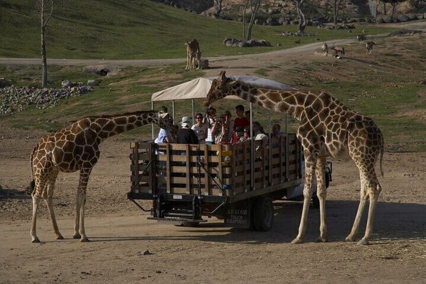 San Diego Zoo Safari Park 1-Day Pass