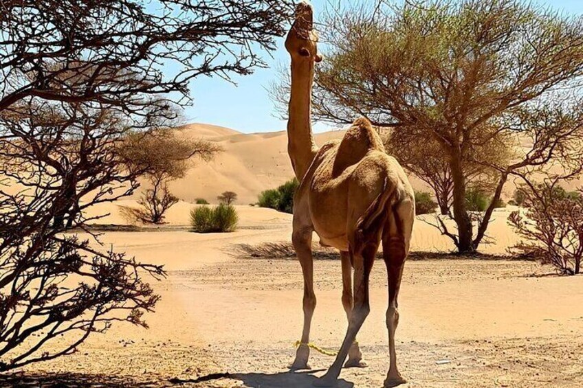 Wadi Hawar and Wahiba Sands Desert Safari Tour