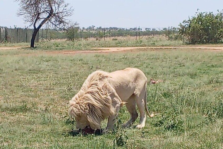 Lion And Safari Park Small Group Tour
