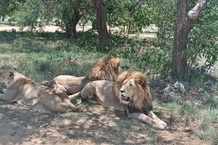 Lion And Safari Park Small Group Tour