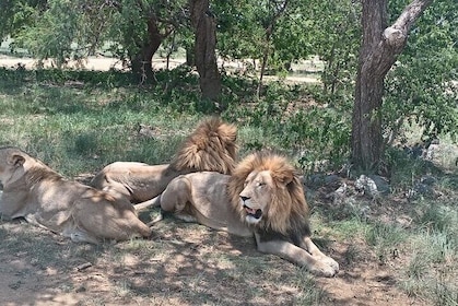 Lion And Safari Park Small Group Tour