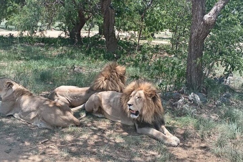 Lion And Safari Park Small Group Tour