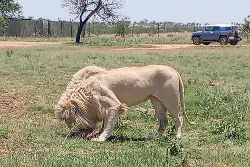 Lion And Safari Park Small Group Tour